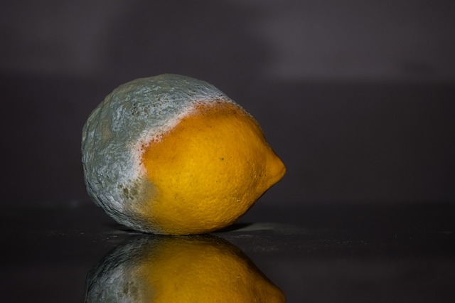 citron s plísní